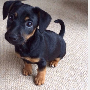 Meet your Posher, Barbara